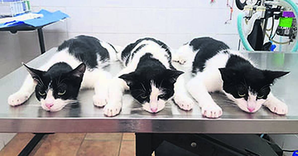 new-foster-home-for-15-felines-southern-star