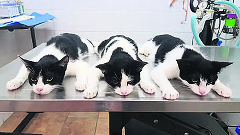 New foster home for 15 felines Image