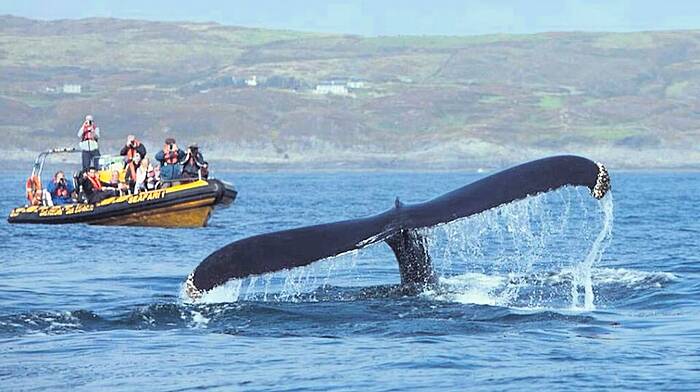 Earth's largest sea creatures fascinate Image