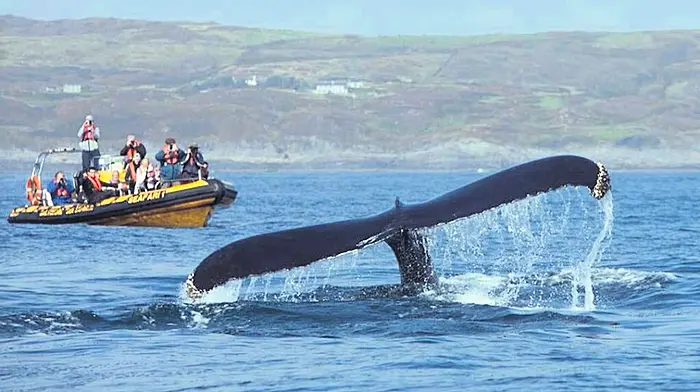 Earth's largest sea creatures fascinate Image
