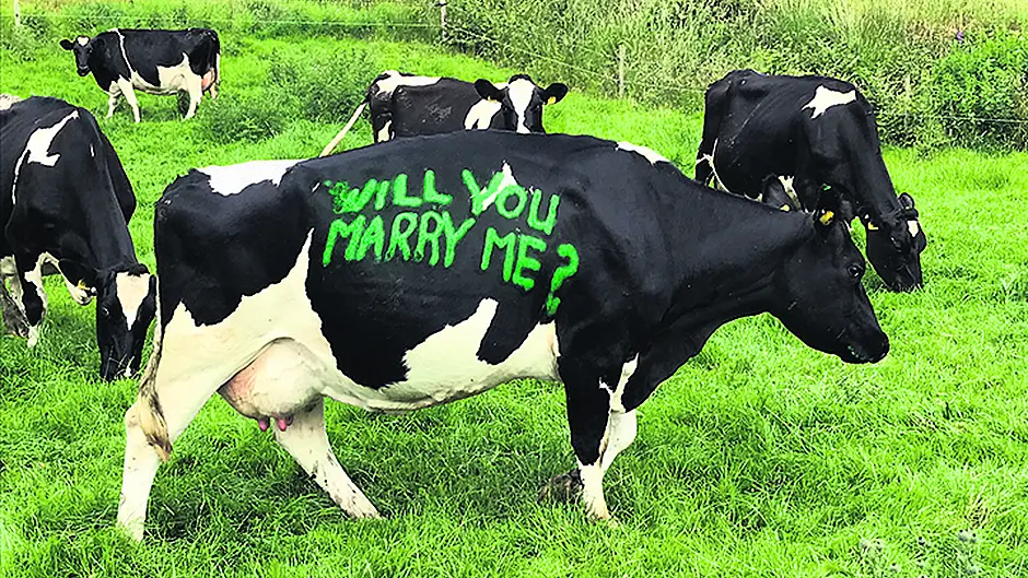 Cllr Declan ‘Butters up' Catherine with ‘udderly' romantic proposal! Image