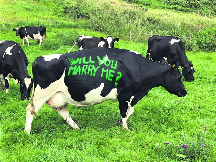 Cllr Declan ‘Butters up' Catherine with ‘udderly' romantic proposal! Image