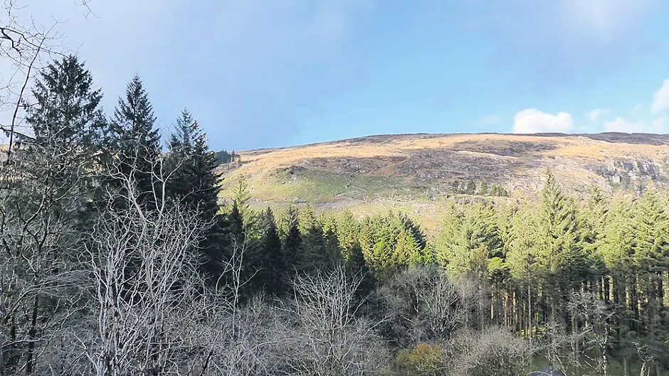 No Cork winner of forestry awards in 15 years as entries for 2020 event open Image