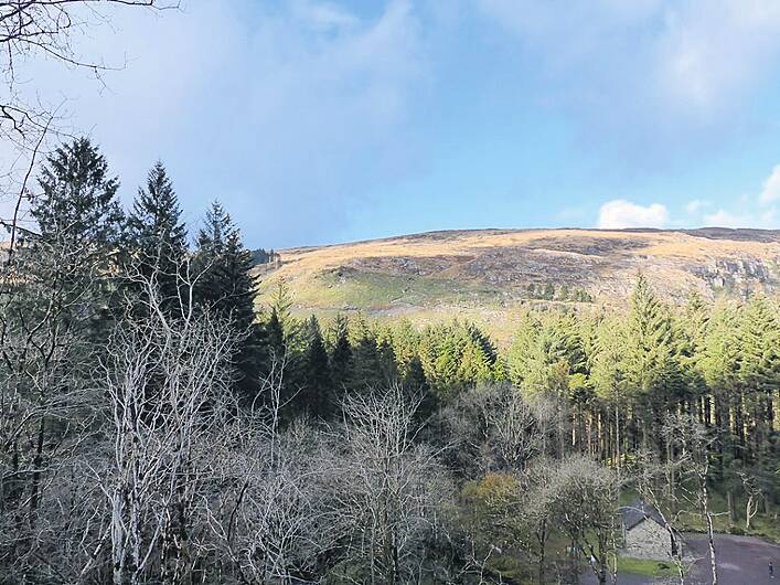 No Cork winner of forestry awards in 15 years as entries for 2020 event open Image