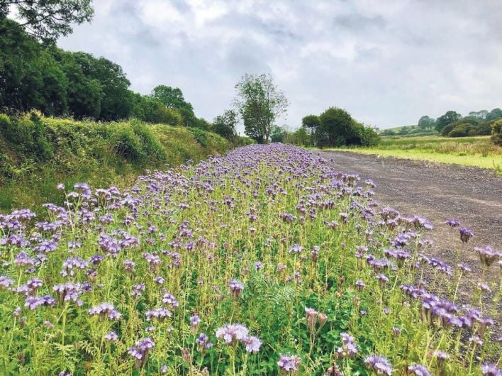 Greenway on verge of something special with wild flower planting Image