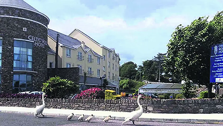 The neck of them – family day out in Ross! Image