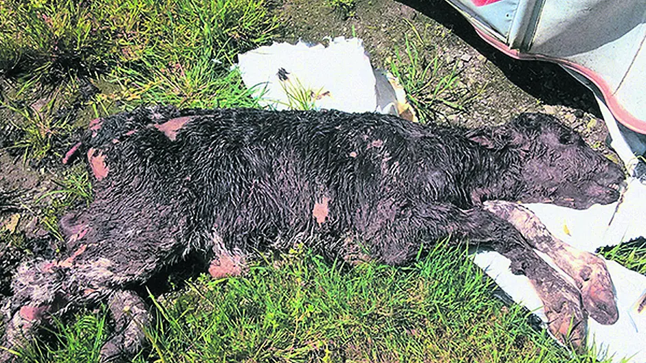 Drimoleague farmer to be fined after five calves left to die with no water Image