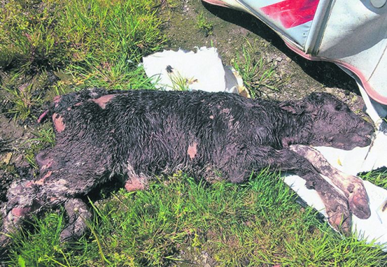 Drimoleague farmer to be fined after five calves left to die with no water Image