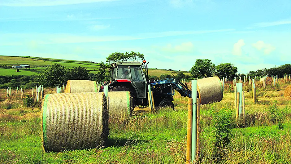 Rosscarbery's Allshire family make hay … while their forest grows Image