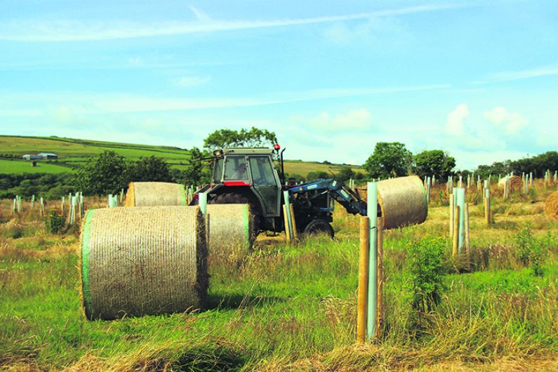 Rosscarbery's Allshire family make hay … while their forest grows Image