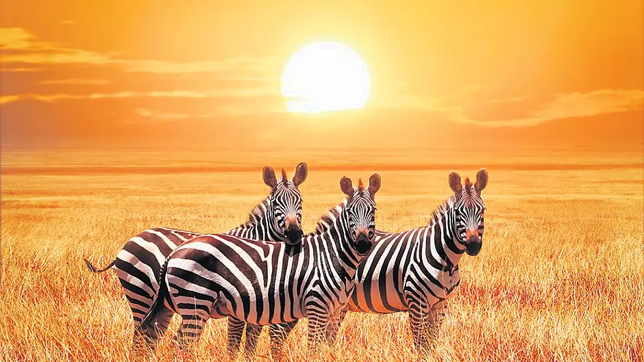 Alison has a new slant on zebras' stripes Image
