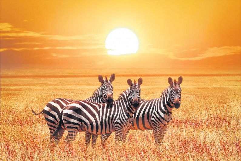 Alison has a new slant on zebras' stripes Image