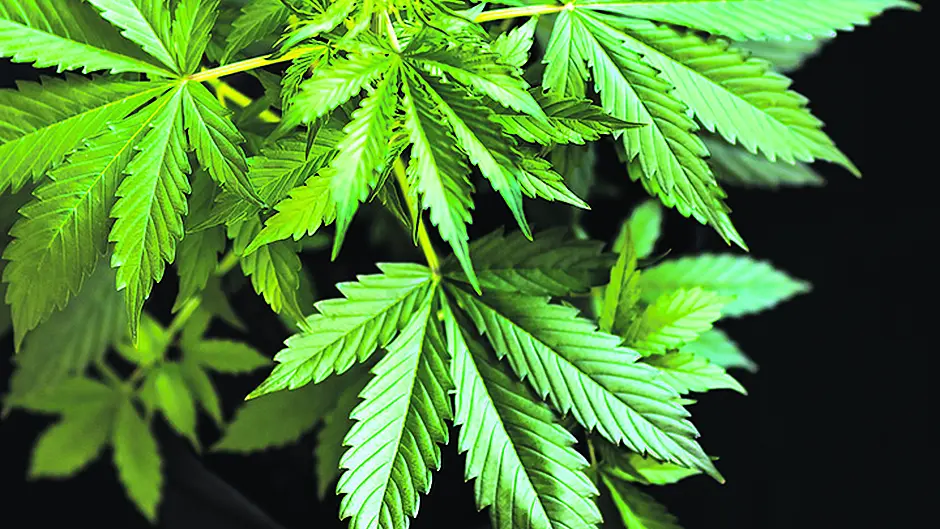 Cannabis seizure in Glengarriff Image