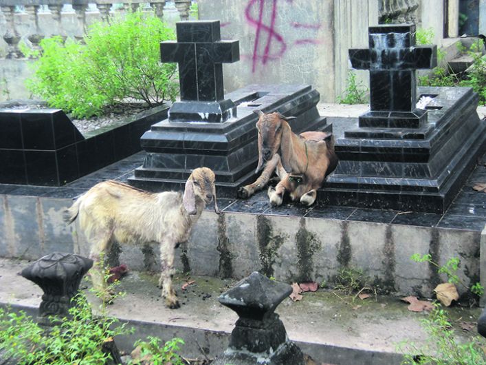 It's the new thing now: get your goats into the graveyard Image