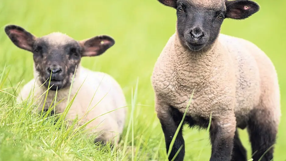 Regular weighing of lambs the priority Image