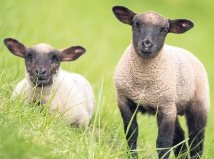 Regular weighing of lambs the priority Image