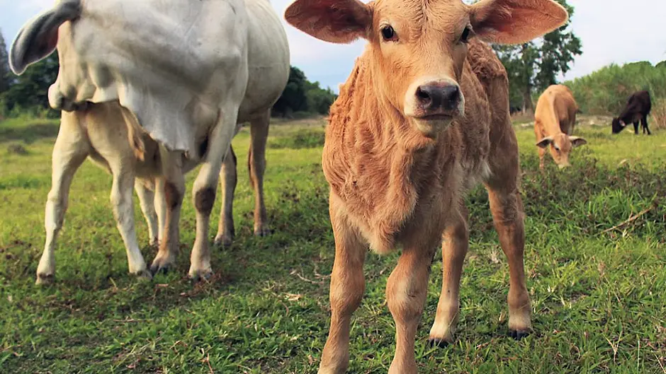 Help your calves to pile on the pounds! Image