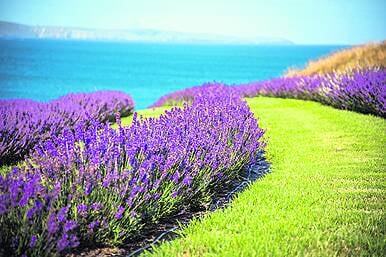 Growing lavender commercially Image