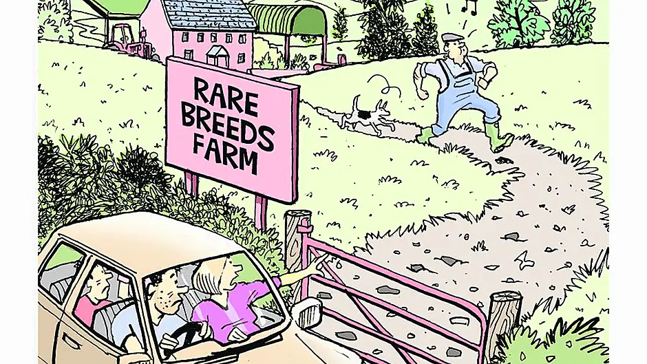 Tom Halliday's take on the future of the Irish beef industry Image