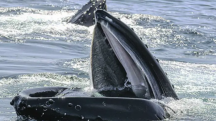 Have you got a photo to beat this one?  Image