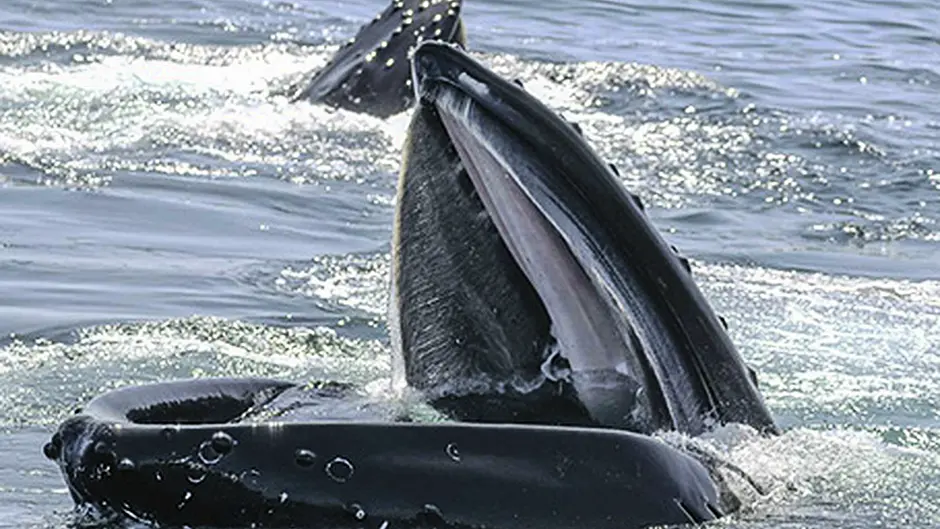 Have you got a photo to beat this one?  Image
