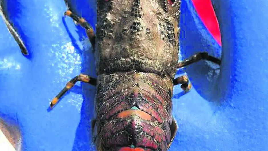 Climate change bringing rare lobster species to our coast Image