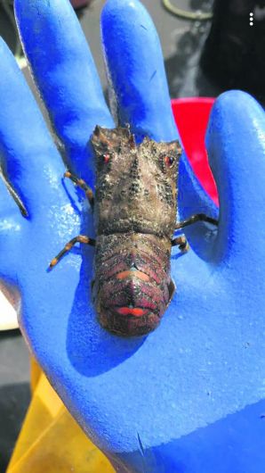 Climate change bringing rare lobster species to our coast Image