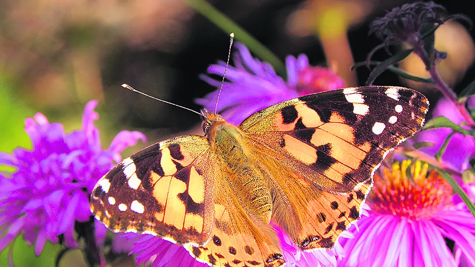 Painted Ladies flock to West Cork Image