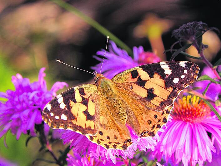 Painted Ladies flock to West Cork Image