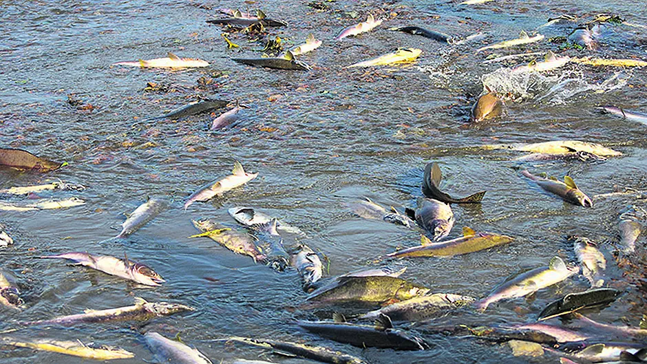 Thousands of fish feared dead in major kill Image