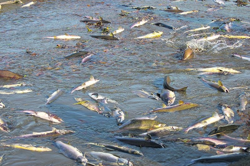 Thousands of fish feared dead in major kill Image