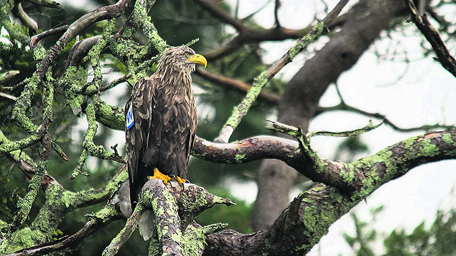 Amateur photographer gets rare shots of eagle relaxing with his mate in Glengarriff Image