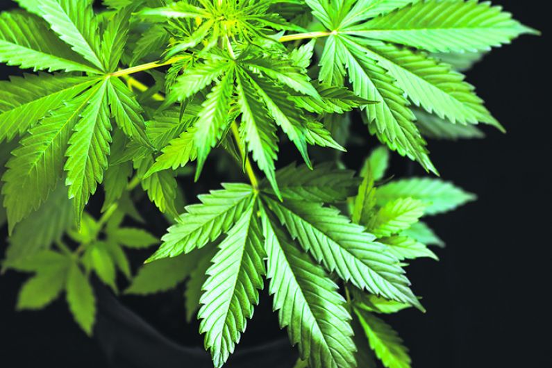 Cannabis plants seized in Dunmanway Image