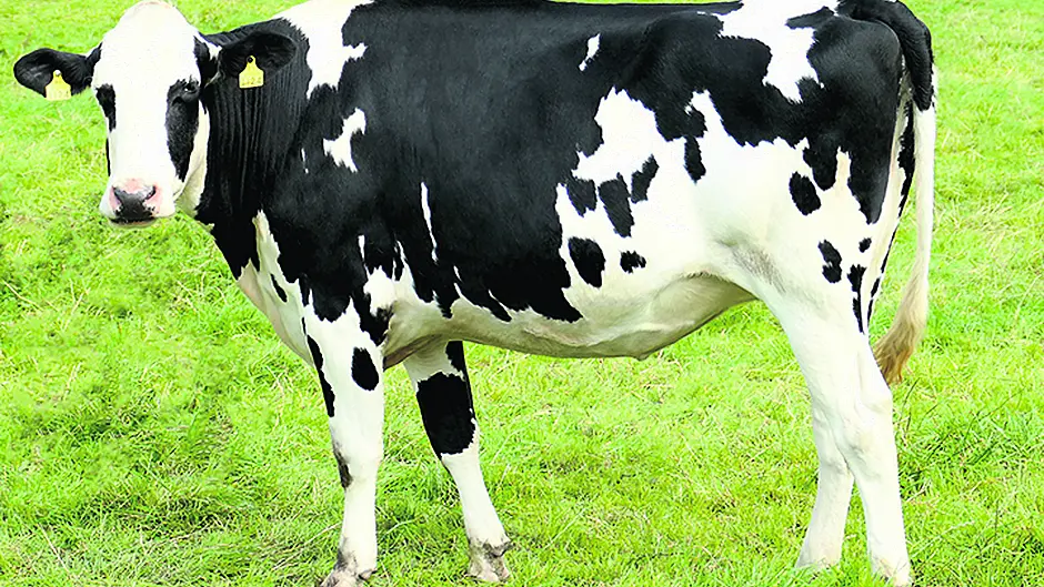‘Pretty' high prices at Skibb auction Image
