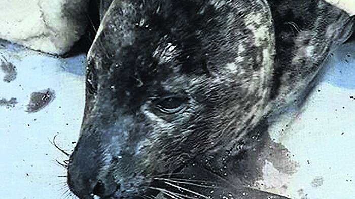 Death of second seal pup off West Cork coast Image