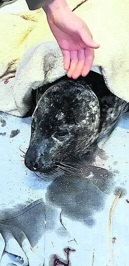 Death of second seal pup off West Cork coast Image