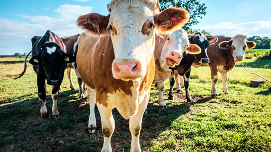 Supports for BVD eradication continue in 2019 Image