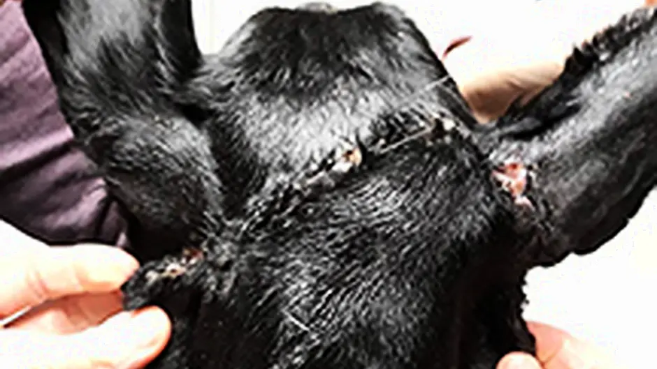 Rescued Rebel was injured at Christmas Image