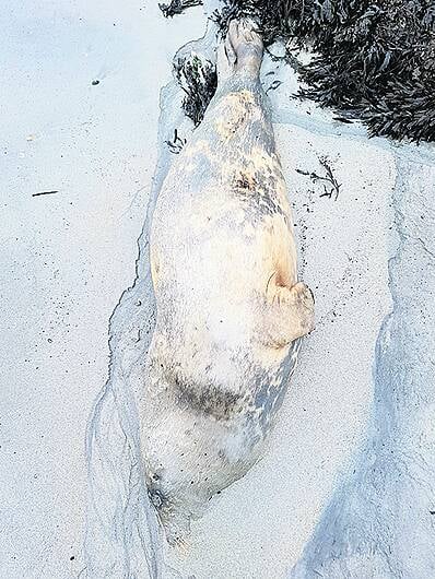 Surge in young seal fatalities as two more are found dead Image