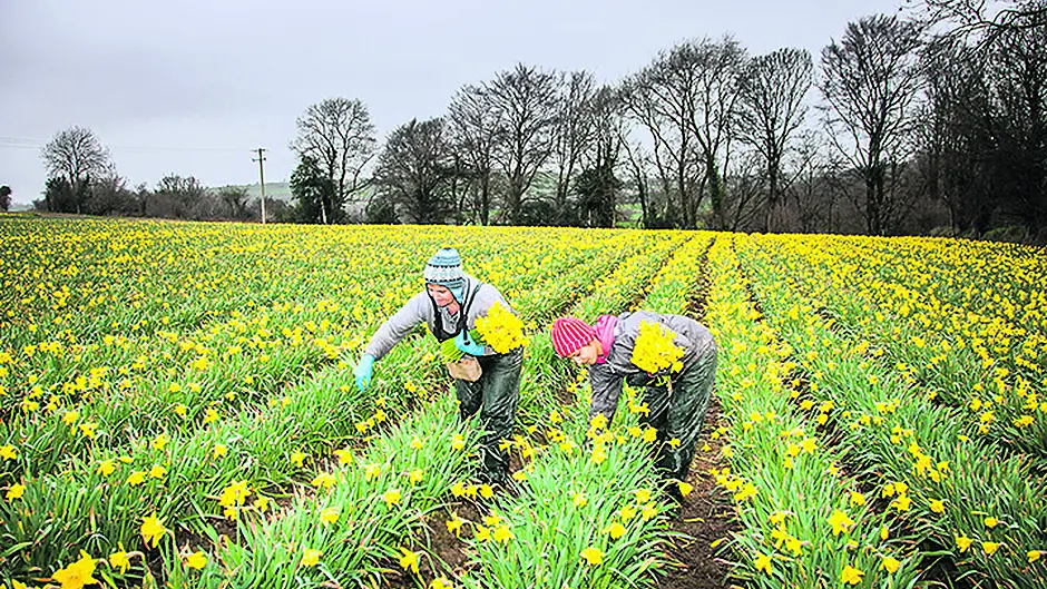 Bandon's sea of golden daffodils Image