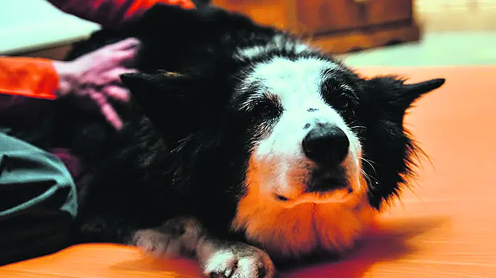Pets ‘paws' a while to enjoy a pamper Image
