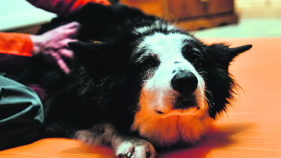 Pets ‘paws' a while to enjoy a pamper Image