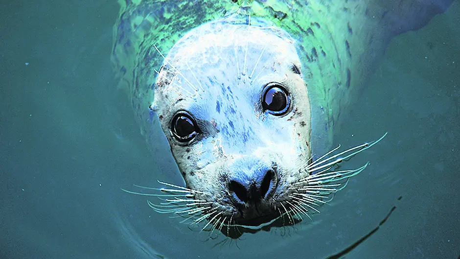 Fishing body's plea for a cull of local seals is condemned Image
