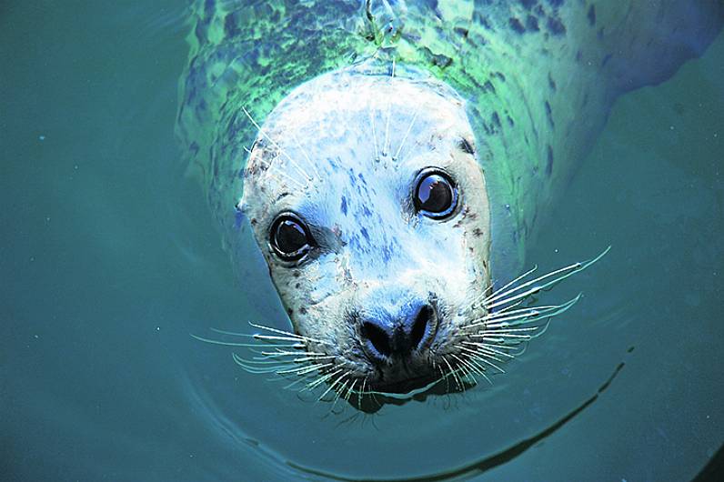 Fishing body's plea for a cull of local seals is condemned Image