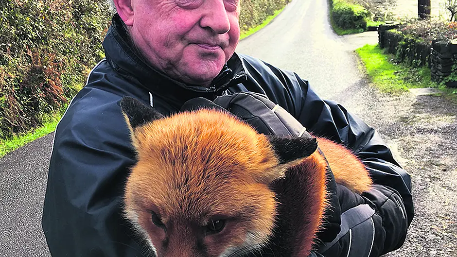 Good news on fantastic Mr Fox Image