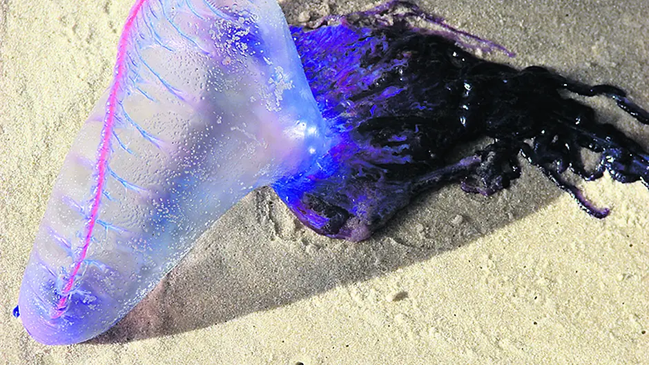 Potentially deadly Portuguese Man O' War jellyfish are already here Image