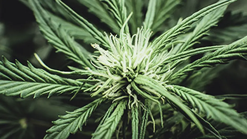 Two due in court in Bantry today on cannabis charges Image