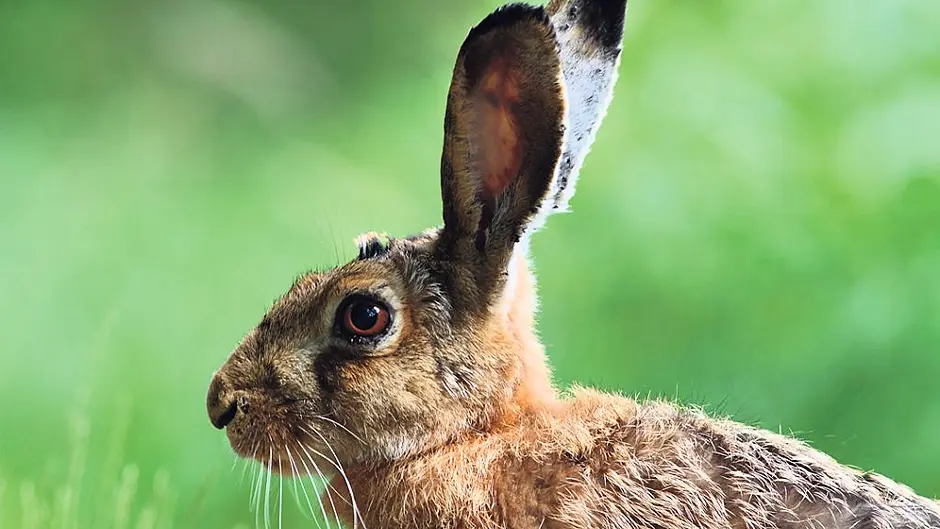 Coursing ban as deadly virus found in rabbits and hares Image