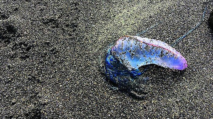 Deadly Portuguese jellyfish are returning to our beaches Image