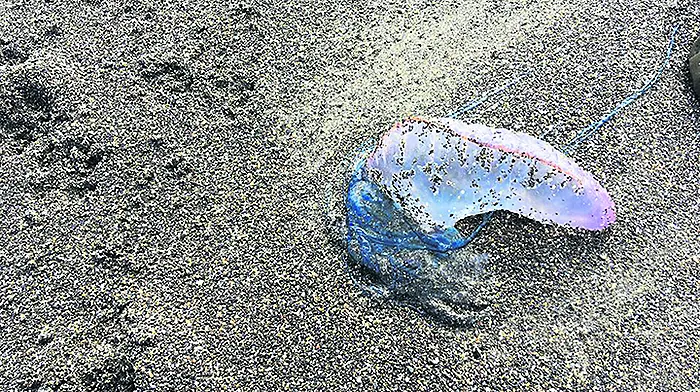 Deadly Portuguese jellyfish are returning to our beaches Image